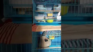 my Zebra finches eating rice