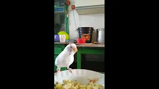 Попугай кушает кашу Артек. Parrot eats Artek porridge.