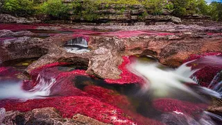 Amazing Place in the World | Caño Cristales: Colombia's spectacular 'liquid rainbow'