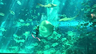 Кормление рыб в океанариуме. Feeding fish in the aquarium