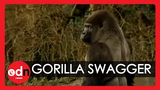 Gorilla learns to swagger like a man