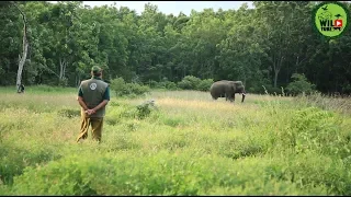 A mighty tusker overwhelmed a farming village: A wildlife team mission