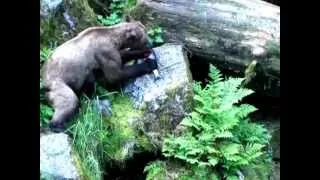 Anan Creek 2012 - Brown bear with 2 year old cub