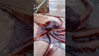 Проверяем ловушки на Осьминога 🐙 о.Сахалин г.Холмск Octopus Рыбалка 문어 たこ章魚