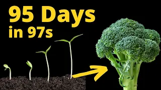 Growing BROCCOLI From Seed to Harvest in TIME LAPSE