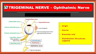 Ophthalmic Nerve - Course, Brances and Distribution | Trigeminal nerve | [Simplified]