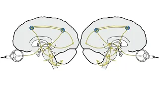 RS Supranuclear Ocular Motor Pathways Part 2 - Vertical Saccades