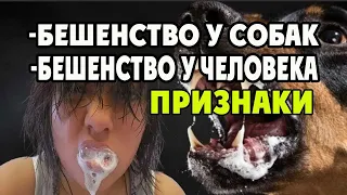 Бешенство у собак — признаки бешенства у собаки. Бешенство у человека после укуса собаки.