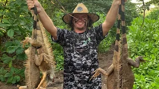 Hunting IGUANA in the Cayman Islands with AIR RIFLES!!!! (catch clean cook)