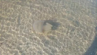 Медуза у берега Азовское море