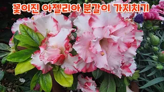 꽃이진 #아젤리아 #철쭉 #분갈이 #가지치기 키우기 관리하기