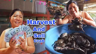 HARVEST AND SELL CRAB, MAGKANO KAYA? (HOUSE FATTENING CRAB)