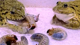 Big Bullfrog Eats Big Coconut Worms! Asian Bullfrog Live Feeding