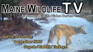 Maine Wildlife Trail Video week ending 3.24.23
