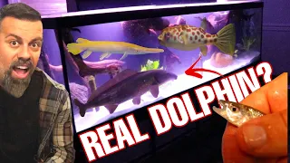 PET DOLPHIN WILL OUTGROW NEW TANK - BABY GOLIATH TIGER FISH HAVE CRAZY TEETH *AWESOME COLLECTION*