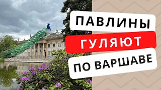 Парк Łazienki Królewskie удивил своей красотой | Прогулка по самому большому парку в Варшаве