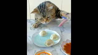 Cute and Funny Cat Videos Compilation😸 ✪ Try Not To Laugh Challenge 😂