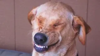 Funny Guilty Dogs Compilation NEW