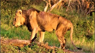 BADLY INJURED MALE LION! Old Male Lion Shows What Strength Is! Kruger National Park! #lion #lions