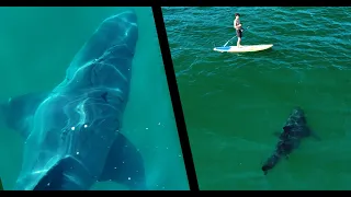 Very Large Great White Shark Reacts to Standup Paddleboarder