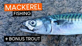 Early morning MACKEREL FISHING with BONUS SEA TROUT