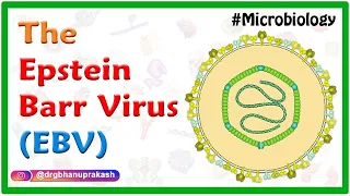 Epstein-Barr virus (EBV) : Quick review Microbiology - USMLE Step 1