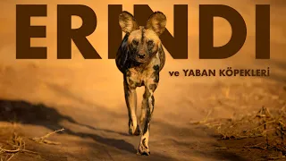 Erindi ve Yaban Köpekleri | Namibya Günlükleri