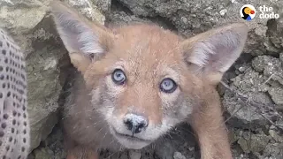 Guys Rush To Free Baby Coyote From Collapsed Den UPDATE | The Dodo