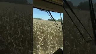 Harvesting corn