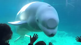 Beluga Whale Interacting with Kids @ Mystic Acquarium