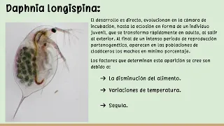 Reproducción y desarrollo del  Subphylum Crustacea