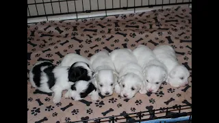 Coton Puppies For Sale - Ivy 8/15/21