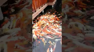 Koi Carp Karpfen Loro Parque Tenerife 2017 HD