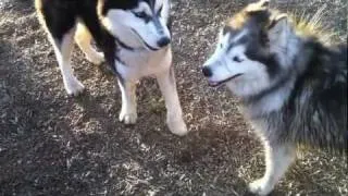 Delta the Singing Husky - Doggy Play Date - July 2