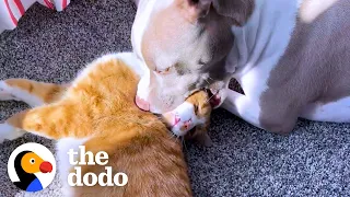 Pittie Has The Cutest Way Of Grooming Her Foster Kittens  | The Dodo Odd Couples