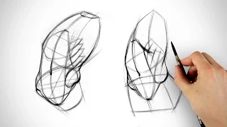 Robo Bean vs Anato Bean - Obliques Assignment Example