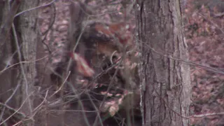 Close Up Of A Sasquatch Face  12/28/18