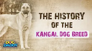 The History of The Kangal Dog Breed