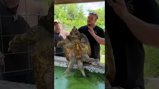 Snapping Turtle trying to bite a man's hand