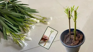 How to Grow Oleander White Flowers Plant From Cutting | Grow Easily at Home 🏡 #green #home #oleander