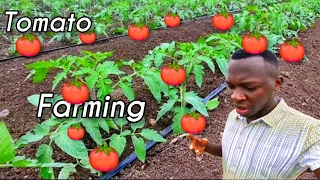 Grow Tomatoes With this method, you won't buy tomatoes anymore