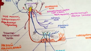 Тройничный нерв. Продолжение: верхнечелюстной и нижнечелюстной нервы.