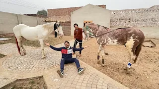 Big Zoo Me Horses Agai 😍 Or Chala Bhi Giya