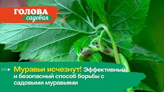 Голова садовая - Муравьи исчезнут! Эффективный и безопасный способ борьбы с садовыми муравьями