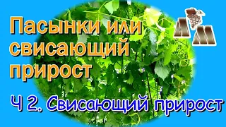 🍇 Длинные пасынки или свисающий прирост? Часть 2 - Почему я не использую свисающий прирост