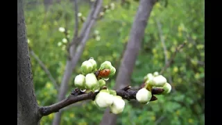 НАРОДНЫЕ ПРИМЕТЫ НА 21 МАРТА – ВЕРБОНОСИЦА, ВЕСЕННИЙ СОЛНЦЕВОРОТ