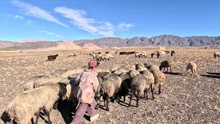 AFGHANISTAN: Rebuilding livelihoods in rural communities