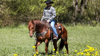 BART- 2018 model AQHA gelding. Selling exclusively on Platinum Equine Auction!