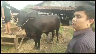 Sapi 1 Ton di Argowisata Halim