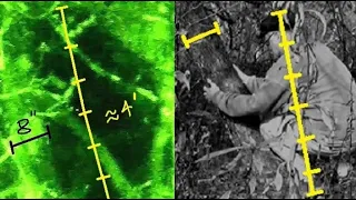 The Vermont Tree Climber Sasquatch: New Discoveries